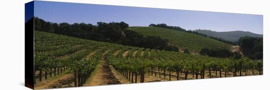 Vineyard on a Landscape, Napa Valley, California, USA-null-Premier Image Canvas