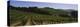 Vineyard on a Landscape, Napa Valley, California, USA-null-Premier Image Canvas