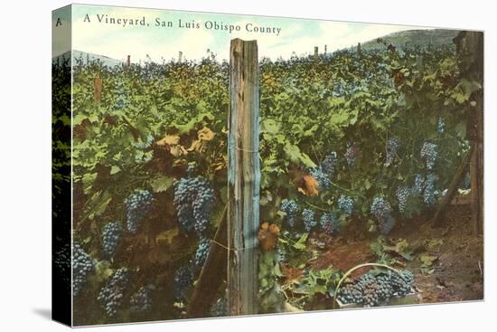 Vineyard, San Luis Obispo County-null-Stretched Canvas