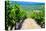 Vineyard, Strada in Chianti, Tuscany, Italy, Europe-Nico Tondini-Premier Image Canvas