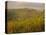 Vineyard, Tuscany, Italy, Europe-Firecrest Pictures-Premier Image Canvas