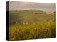 Vineyard, Tuscany, Italy, Europe-Firecrest Pictures-Premier Image Canvas