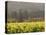 Vineyard View, St. Helena, Napa Valley, California-Walter Bibikow-Premier Image Canvas