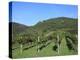 Vineyard, Vincenza, Veneto, Italy, Europe-Vincenzo Lombardo-Premier Image Canvas