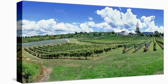 Vineyard, Whangarei, Northland, New Zealand-Panoramic Images-Premier Image Canvas