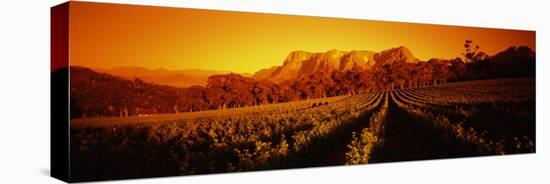 Vineyard with Mountains, Groot Drakenstein, Stellenbosch, Cape Winelands, South Africa-null-Premier Image Canvas