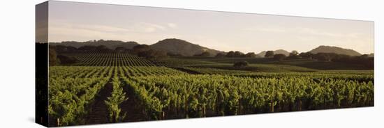 Vineyard with Mountains in the Background, Alexander Valley, Sonoma County, California, USA-null-Premier Image Canvas