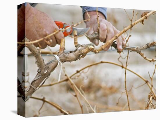 Vineyard Worker, Bodega Del Anelo Winery, Finca Roja, Anelo Region, Neuquen, Patagonia, Argentina-Per Karlsson-Premier Image Canvas