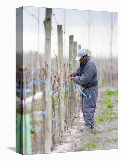 Vineyard Worker, Bodega Nqn Winery, Vinedos De La Patagonia, Neuquen, Patagonia, Argentina-Per Karlsson-Premier Image Canvas