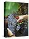 Vineyard Worker Harvesting Bunch of Grenache Noir Grapes, Collioure, Languedoc-Roussillon, France-Per Karlsson-Premier Image Canvas