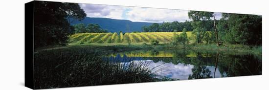 Vineyard, Yarra Valley, Victoria, Australia-null-Stretched Canvas