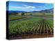 Vineyards along the Silverado Trail, Miner Family Winery, Oakville, Napa Valley, California-Karen Muschenetz-Premier Image Canvas