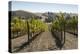 Vineyards and Hills-Stuart Black-Premier Image Canvas