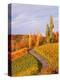 Vineyards and poplars in autumn-Herbert Kehrer-Premier Image Canvas