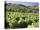 Vineyards at Bue, Near Sancerre, Loire Centre, France-Michael Busselle-Premier Image Canvas