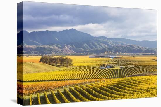 Vineyards at Sunrise, Blenheim, Marlborough, South Island, New Zealand-Matteo Colombo-Premier Image Canvas