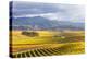 Vineyards at Sunrise, Blenheim, Marlborough, South Island, New Zealand-Matteo Colombo-Premier Image Canvas