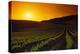 Vineyards at Sunset-Charles O'Rear-Premier Image Canvas