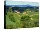 Vineyards Below Small Houses, with Hills in the Background in the Zagorje Region of Croatia, Europe-Ken Gillham-Premier Image Canvas