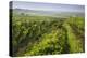 Vineyards Between Baden Bei Wien and Gumpoldskirchen, Vienna Basin, Lower Austria, Austria-Rainer Mirau-Premier Image Canvas