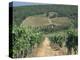 Vineyards, Chianti, Tuscany, Italy, Europe-Sergio Pitamitz-Premier Image Canvas