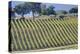 Vineyards Draping Hillsides Near Monte Falco-Terry Eggers-Premier Image Canvas