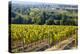 Vineyards Draping Hillsides Near Monte Falco-Terry Eggers-Premier Image Canvas