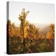 Vineyards in Autumn at Sunset, Stuttgart, Baden-Wurttemberg, Germany, Europe-Markus Lange-Premier Image Canvas