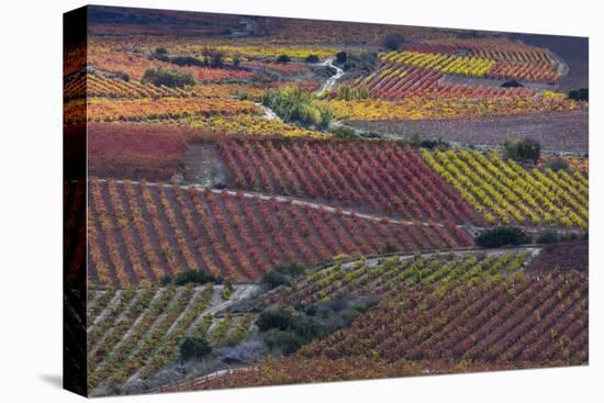 Vineyards in autumn, La Rioja, Sierra De Cantabria, Alava, Basque Country, Spain-Juan Carlos Munoz-Premier Image Canvas