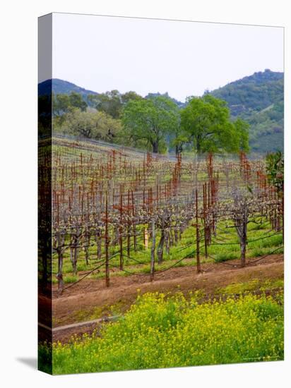 Vineyards in Early Spring, Sonoma Valley, California, USA-Julie Eggers-Premier Image Canvas