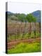 Vineyards in Early Spring, Sonoma Valley, California, USA-Julie Eggers-Premier Image Canvas