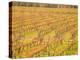 Vineyards in Fall Colors, Juanico Winery, Uruguay-Stuart Westmoreland-Premier Image Canvas