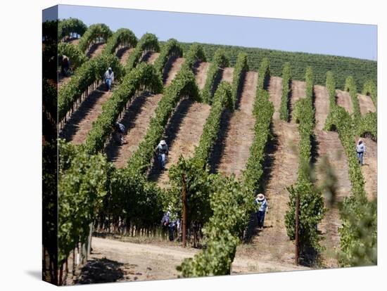 Vineyards in Napa Valley, California, United States of America, North America-Levy Yadid-Premier Image Canvas