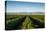 Vineyards in San Joaquin Valley, California, United States of America, North America-Yadid Levy-Premier Image Canvas