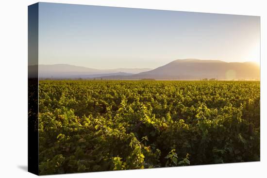 Vineyards in San Joaquin Valley, California, United States of America, North America-Yadid Levy-Premier Image Canvas