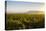 Vineyards in San Joaquin Valley, California, United States of America, North America-Yadid Levy-Premier Image Canvas