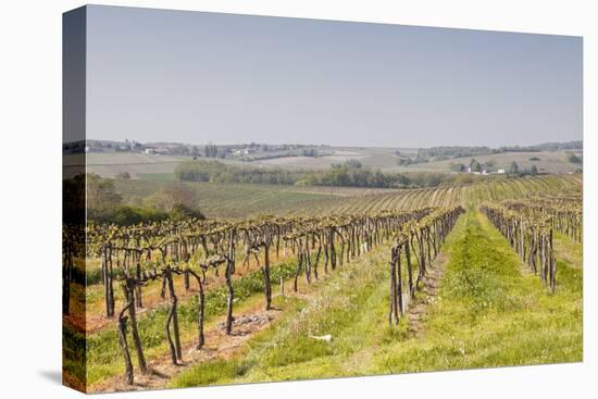 Vineyards in the Cognac Area of France, Charente Maritime, France, Europe-Julian Elliott-Premier Image Canvas