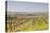 Vineyards in the Cognac Area of France, Charente Maritime, France, Europe-Julian Elliott-Premier Image Canvas