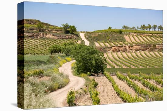 Vineyards in the Rioja Region, Spain, Europe-Martin Child-Premier Image Canvas