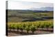 Vineyards in the Rioja Region, Spain, Europe-Martin Child-Premier Image Canvas