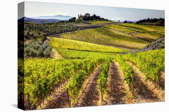 Vineyards in the Rolling Hills of Tuscany-Terry Eggers-Premier Image Canvas