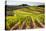 Vineyards in the Rolling Hills of Tuscany-Terry Eggers-Premier Image Canvas