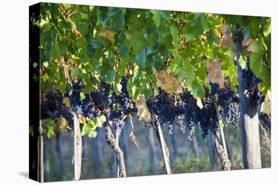 Vineyards in the Rolling Hills of Tuscany-Terry Eggers-Premier Image Canvas