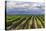 Vineyards in the Uco Valley (Valle De Uco), a Wine Region in Mendoza Province, Argentina-Matthew Williams-Ellis-Premier Image Canvas