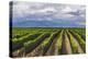 Vineyards in the Uco Valley (Valle De Uco), a Wine Region in Mendoza Province, Argentina-Matthew Williams-Ellis-Premier Image Canvas