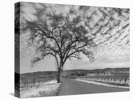 Vineyards in Winter, Napa, Napa Valley Wine Country, Northern California, Usa-Walter Bibikow-Premier Image Canvas