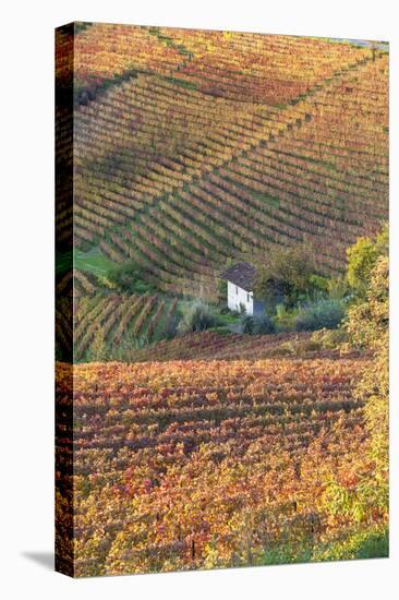 Vineyards, Near Alba, Langhe, Piedmont, Italy-Peter Adams-Premier Image Canvas