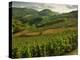 Vineyards Near Cerdon, Bugey, Ain, Rhone Alpes, France, Europe-Michael Busselle-Premier Image Canvas