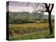 Vineyards Near Chambery, Savoie, Rhone Alpes, France-Michael Busselle-Premier Image Canvas