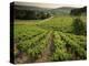 Vineyards Near Coiffy Le Haut, Haute Marne, Champagne, France-Michael Busselle-Premier Image Canvas